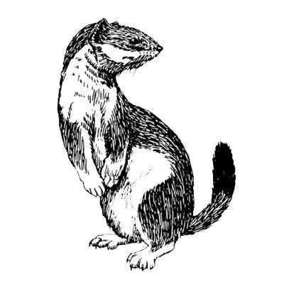 Ermine